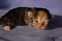 Qayasha, 14 Tage
